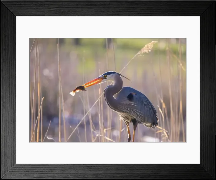 Framed Print : great blue heron (Ardea herodias) fishing Framed Print : great blue heron (Ardea herodias) fishing