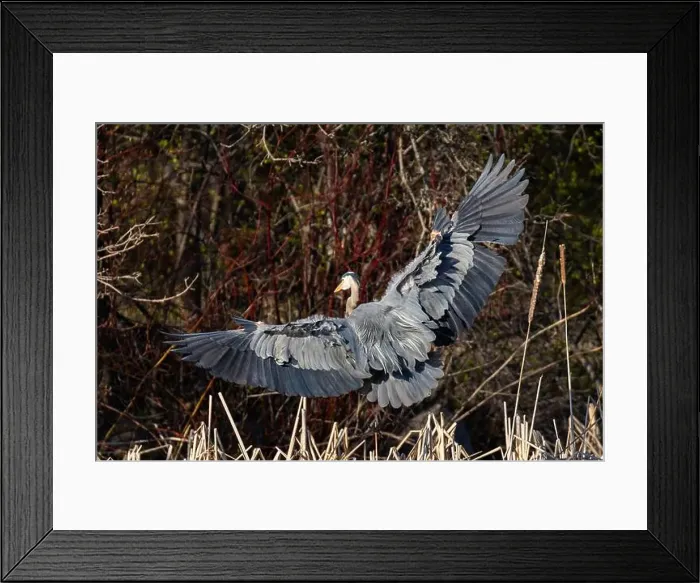 Framed Print : great blue heron (Ardea herodias) in spring Framed Print : great blue heron (Ardea herodias) in spring