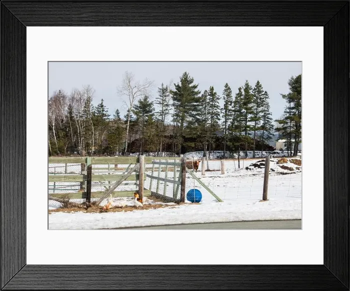 Framed Print : Chickens on a farm in Whitney in Miramichi, New Brunswick, Canada Framed Print : Chickens on a farm in Whitney in Miramichi, New Brunswick, Canada