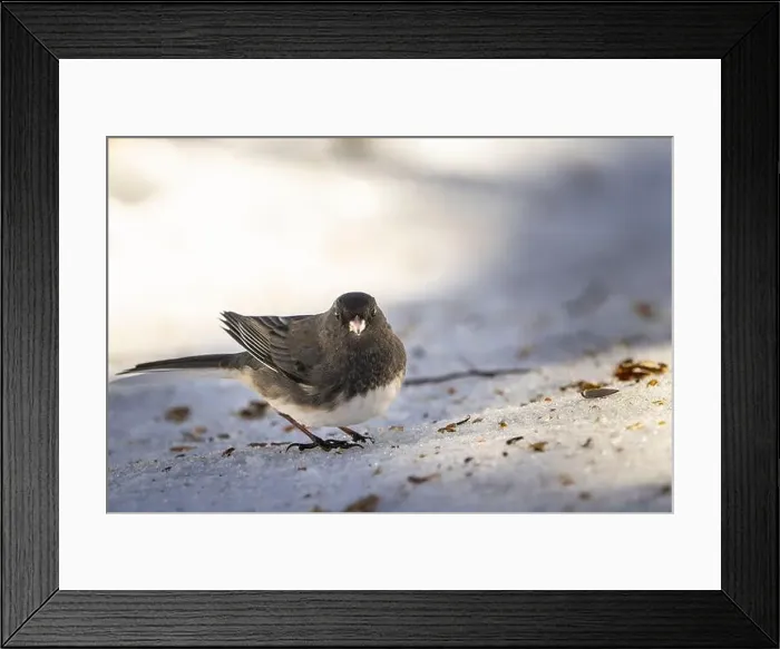 Framed Print : Dark-eyed-junco feeding on the ground near a bird feeder in a park during winter Framed Print : Dark-eyed-junco feeding on the ground near a bird feeder in a park during winter