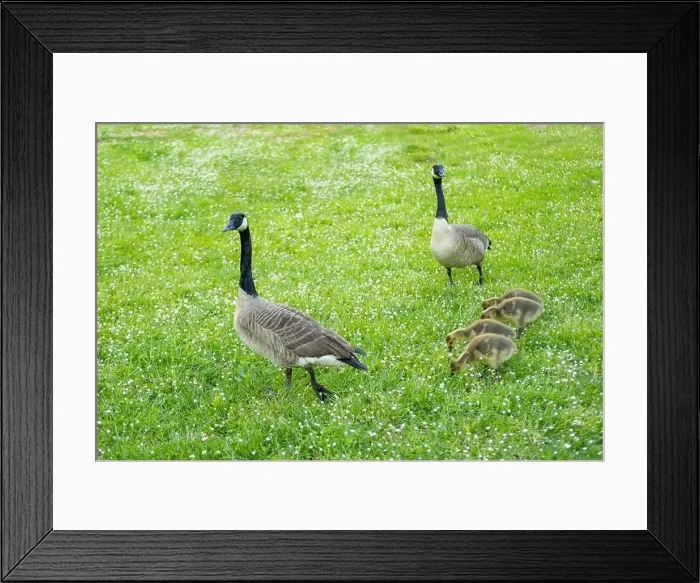 Framed Print : Goslings Canada goose, Brant canadian on green meadow with parents in woodland area