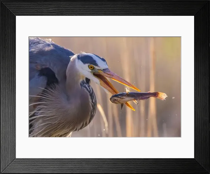 Framed Print : great blue heron (Ardea herodias) fishing Framed Print : great blue heron (Ardea herodias) fishing