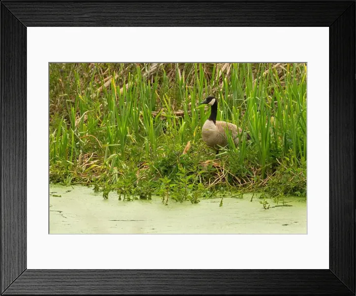 Framed Print : Canada goose (Branta canadensis), Willow Lake Wastewater Treatment Plant, Keizer, Oregon Framed Print : Canada goose (Branta canadensis), Willow Lake Wastewater Treatment Plant, Keizer, Oregon