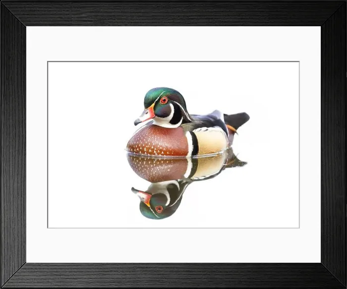 Framed Print : High-key closeup of a Wood duck male reflection swimming on Mud lake in Ottawa, Canada Framed Print : High-key closeup of a Wood duck male reflection swimming on Mud lake in Ottawa, Canada