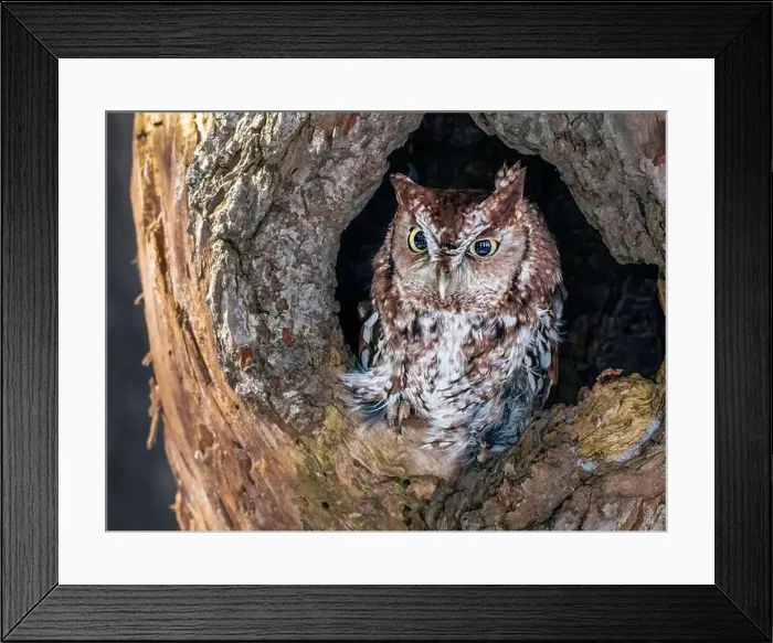 Framed Print : Western Screech Owl looking out of a tree hole Framed Print : Western Screech Owl looking out of a tree hole