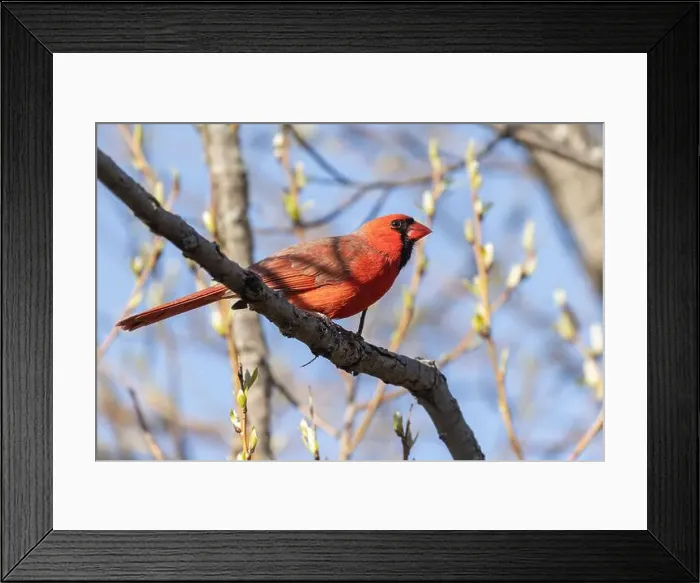 Framed Print : male northern cardinal Framed Print : male northern cardinal