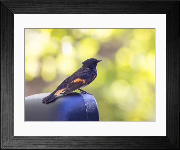 Framed Print : American Redstart perched on a car side mirror in spring in Ottawa, Canada Framed Print : American Redstart perched on a car side mirror in spring in Ottawa, Canada