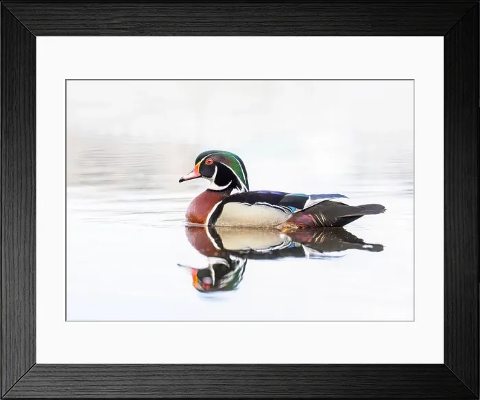 Framed Print : High-key closeup of a Wood duck male reflection swimming on Mud lake in Ottawa, Canada Framed Print : High-key closeup of a Wood duck male reflection swimming on Mud lake in Ottawa, Canada