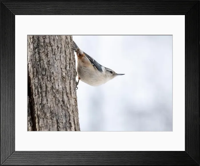 Framed Print : White-breasted Nuthatch perched in a tree near a bird feeder during winter Framed Print : White-breasted Nuthatch perched in a tree near a bird feeder during winter