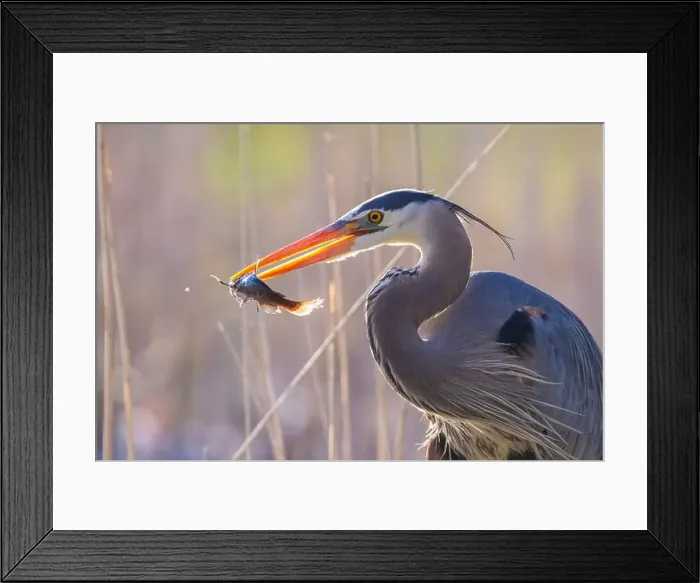 Framed Print : great blue heron (Ardea herodias) fishing Framed Print : great blue heron (Ardea herodias) fishing