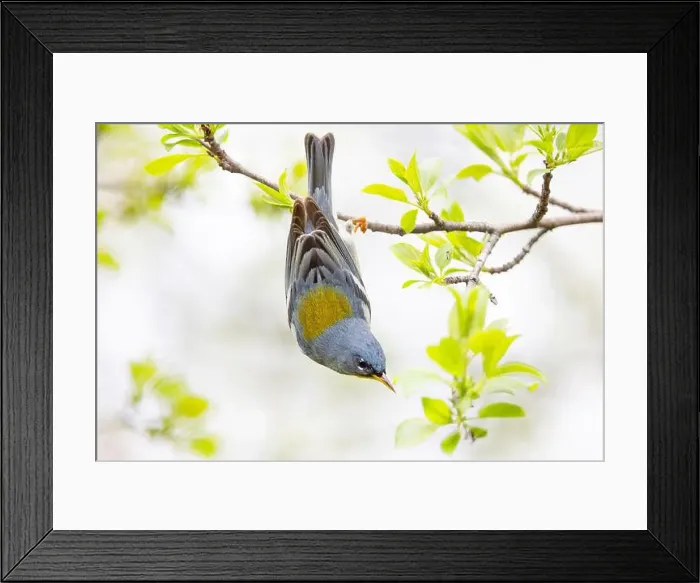 Framed Print : Northern Parula warbler perched upside down on branch in spring in Ottawa, Canada