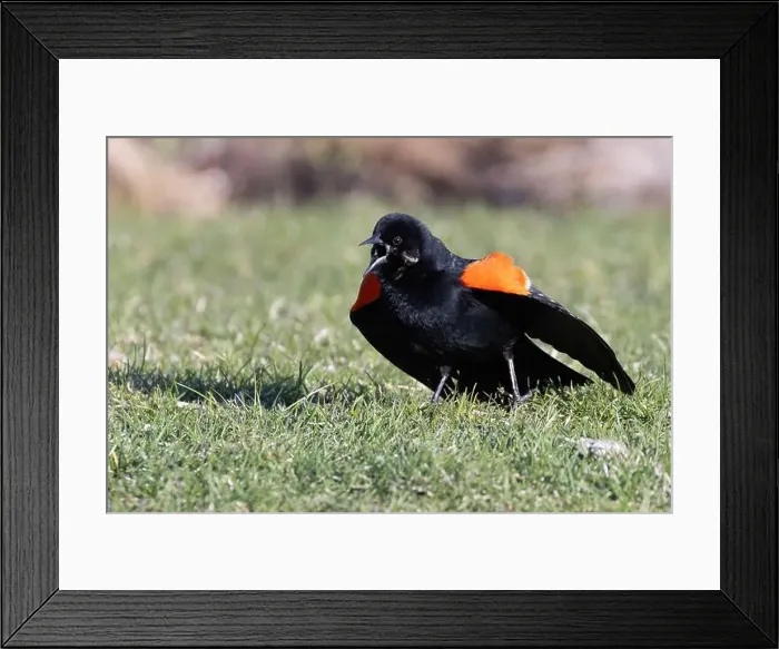 Framed Print : red-winged blackbird (Agelaius phoeniceus) singing in spring