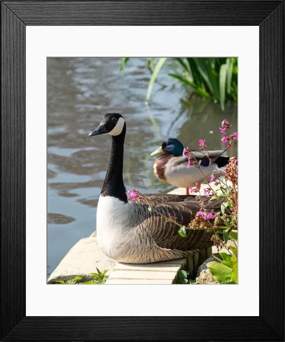 Framed Print : Stunning Canada goose at the edge of the lake Framed Print : Stunning Canada goose at the edge of the lake