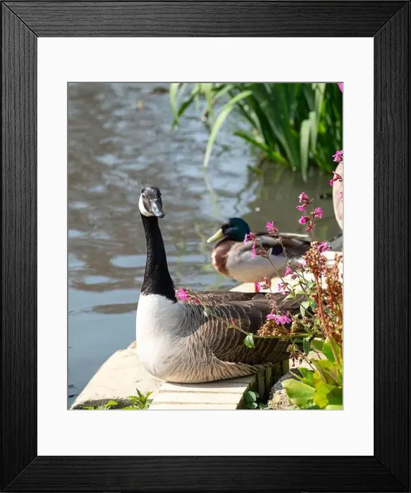 Framed Print : Stunning Canada goose at the edge of the lake Framed Print : Stunning Canada goose at the edge of the lake