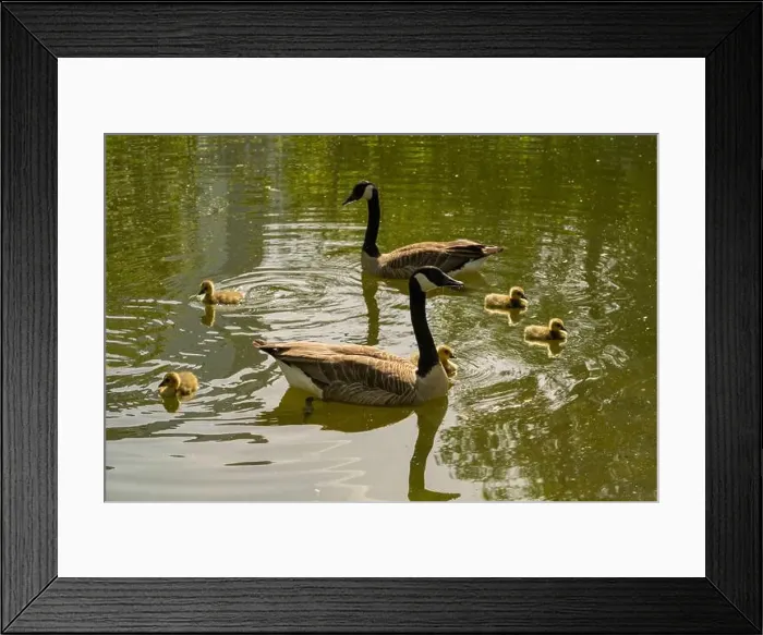 Framed Print : geese with goslings Canada goose swimming on lake Framed Print : geese with goslings Canada goose swimming on lake