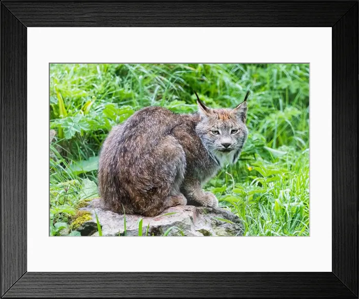Framed Print : An adult Canada Lynx pictured on a large rock surrounded by grass Framed Print : An adult Canada Lynx pictured on a large rock surrounded by grass
