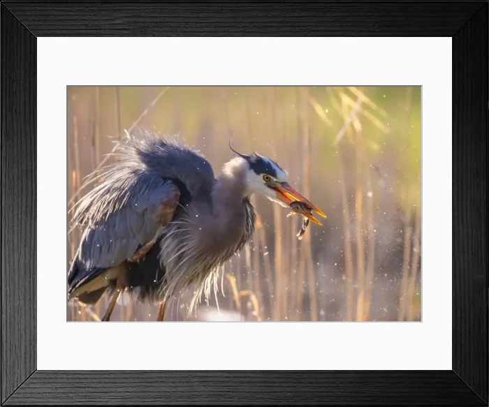 Framed Print : great blue heron (Ardea herodias) fishing Framed Print : great blue heron (Ardea herodias) fishing
