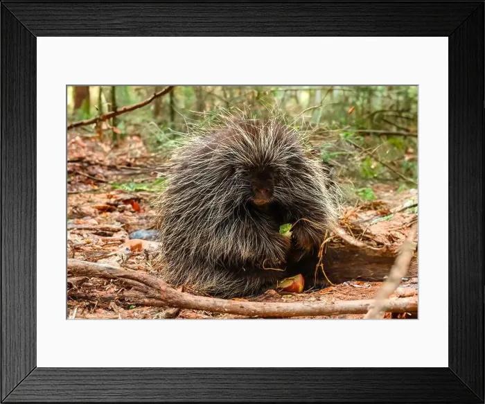 Framed Print : Porcupine Framed Print : Porcupine