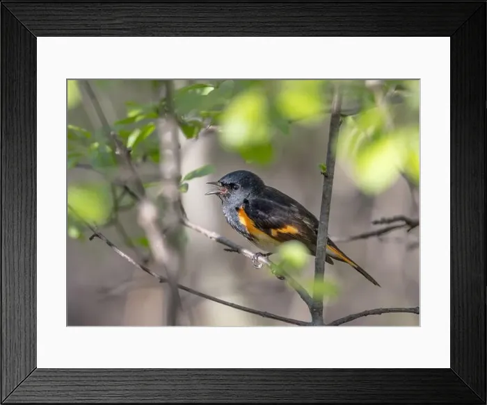 Framed Print : American Redstart perched on branch singing in spring in Ottawa, Canada Framed Print : American Redstart perched on branch singing in spring in Ottawa, Canada