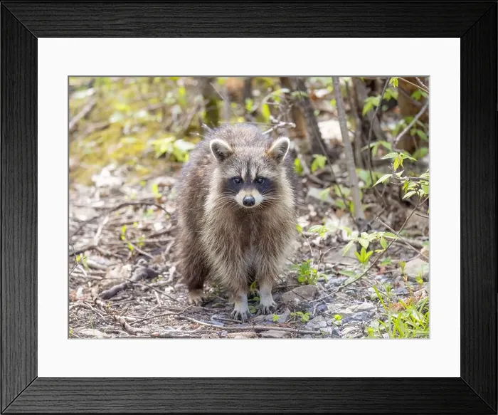 Framed Print : Raccoon walking along a path in the woods in springtime in Canada Framed Print : Raccoon walking along a path in the woods in springtime in Canada