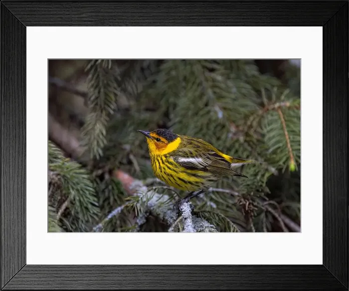 Framed Print : Cape may warbler perched on branch in spring in Ottawa, Canada Framed Print : Cape may warbler perched on branch in spring in Ottawa, Canada