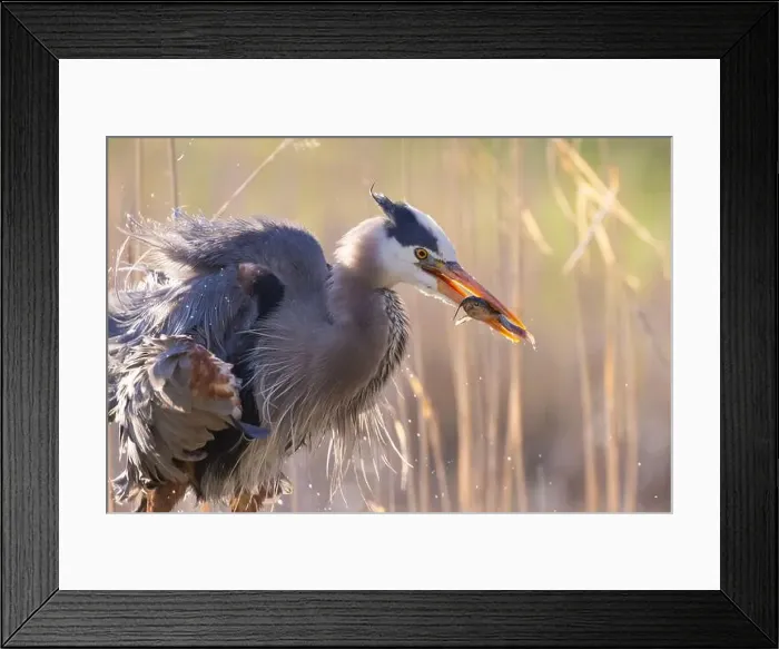 Framed Print : great blue heron (Ardea herodias) fishing Framed Print : great blue heron (Ardea herodias) fishing
