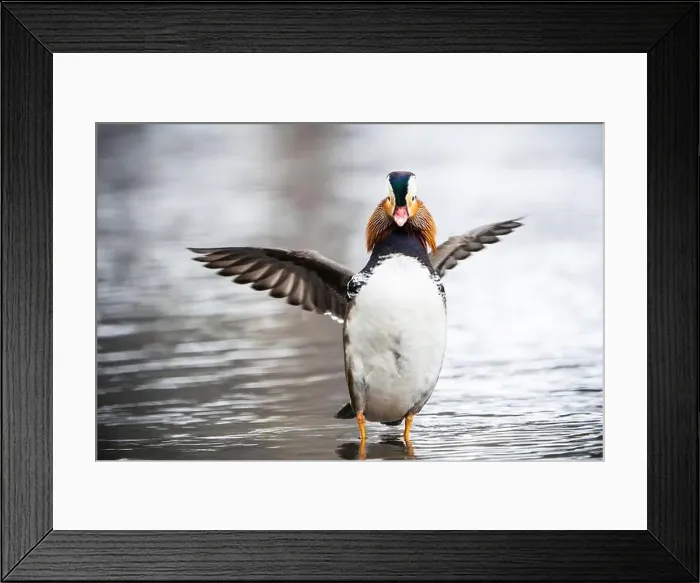Framed Print : Escaped farm mandarin duck, along the shores of the St. Lawrence River Framed Print : Escaped farm mandarin duck, along the shores of the St. Lawrence River