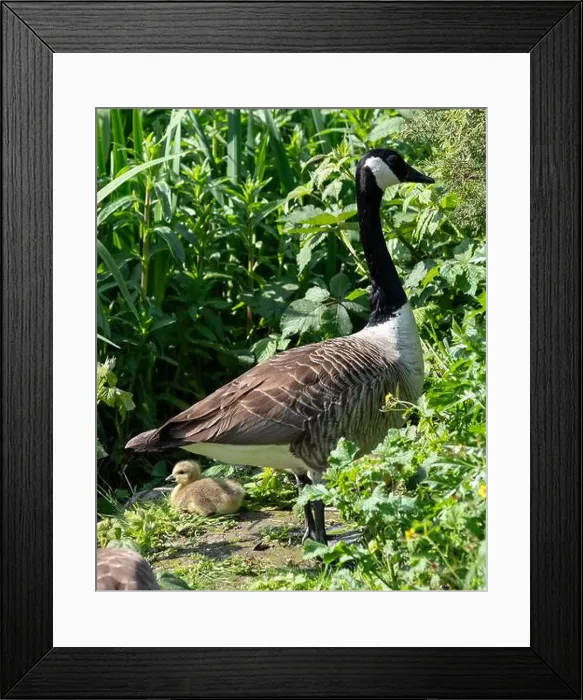 Framed Print : Stunning Canada goose at the edge of the lake Framed Print : Stunning Canada goose at the edge of the lake