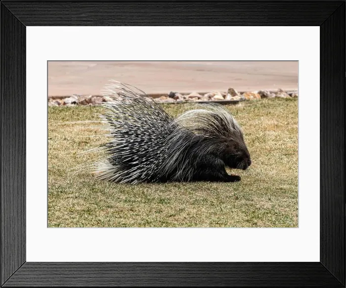 Framed Print : Porcupine Framed Print : Porcupine