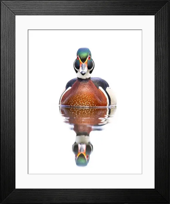 Framed Print : Closeup of a Wood duck male reflection swimming on Mud lake in Ottawa, Canada Framed Print : Closeup of a Wood duck male reflection swimming on Mud lake in Ottawa, Canada