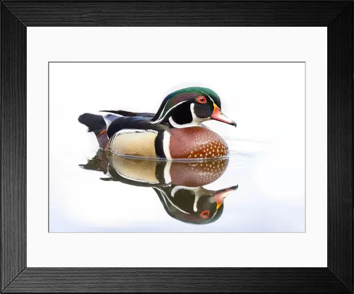 Framed Print : High-key closeup of a Wood duck male reflection swimming on Mud lake in Ottawa, Canada Framed Print : High-key closeup of a Wood duck male reflection swimming on Mud lake in Ottawa, Canada