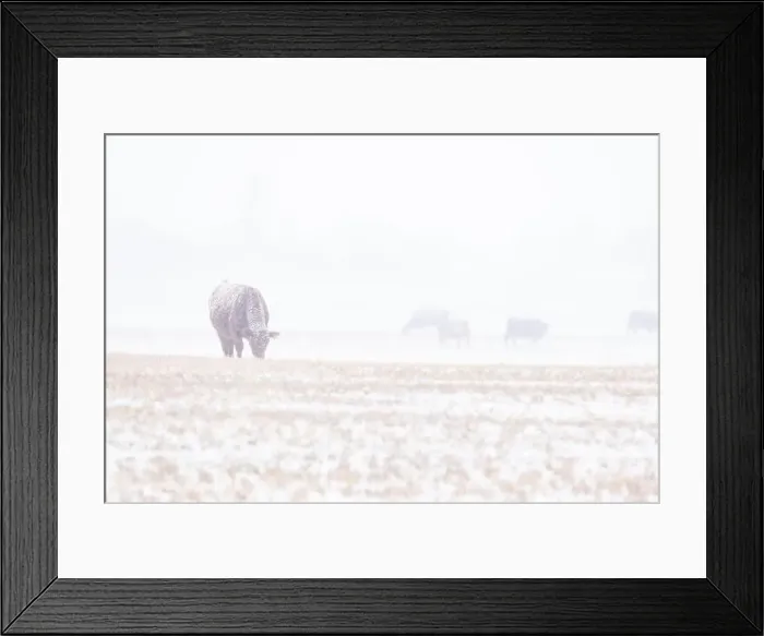 Framed Print : Cows grazing on a harvested field during an early spring snowfall on the Alberta prairies in Rocky View County Canada Framed Print : Cows grazing on a harvested field during an early spring snowfall on the Alberta prairies in Rocky View County Canada