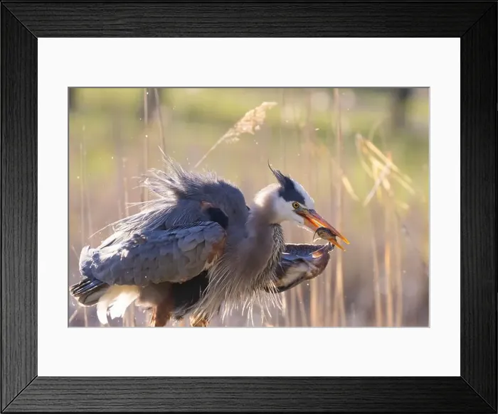 Framed Print : great blue heron (Ardea herodias) fishing Framed Print : great blue heron (Ardea herodias) fishing