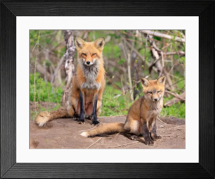 Framed Print : Portrait of mother red fox and her baby in the forest, Canada Framed Print : Portrait of mother red fox and her baby in the forest, Canada