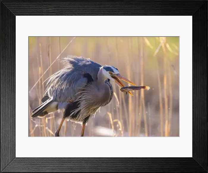 Framed Print : great blue heron (Ardea herodias) fishing Framed Print : great blue heron (Ardea herodias) fishing