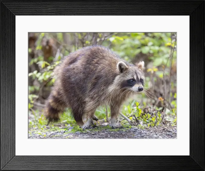 Framed Print : Raccoon walking along a path in the woods in springtime in Canada Framed Print : Raccoon walking along a path in the woods in springtime in Canada