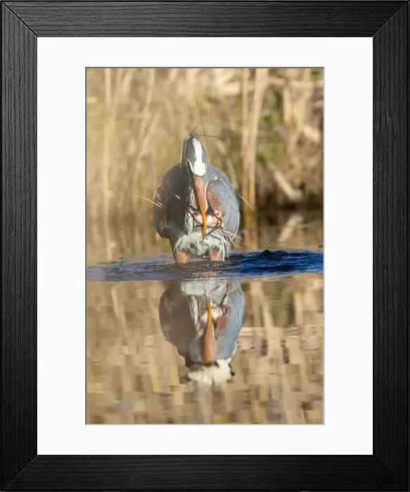 Framed Print : great blue heron (Ardea herodias) fishing Framed Print : great blue heron (Ardea herodias) fishing