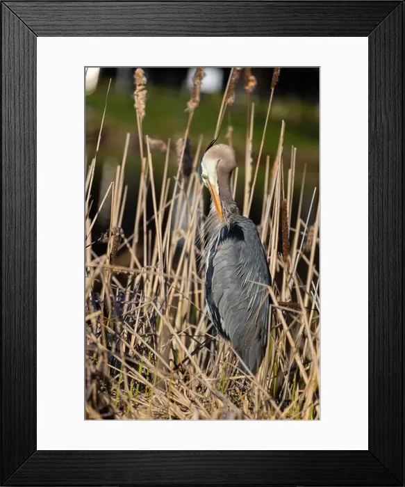 Framed Print : great blue heron (Ardea herodias) in spring Framed Print : great blue heron (Ardea herodias) in spring