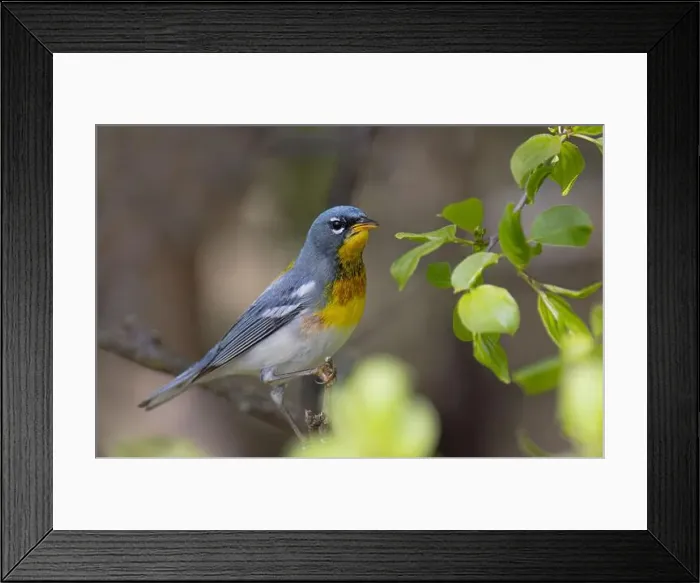 Framed Print : Northern Parula warbler catching insects on a branch in spring in Ottawa, Canada Framed Print : Northern Parula warbler catching insects on a branch in spring in Ottawa, Canada