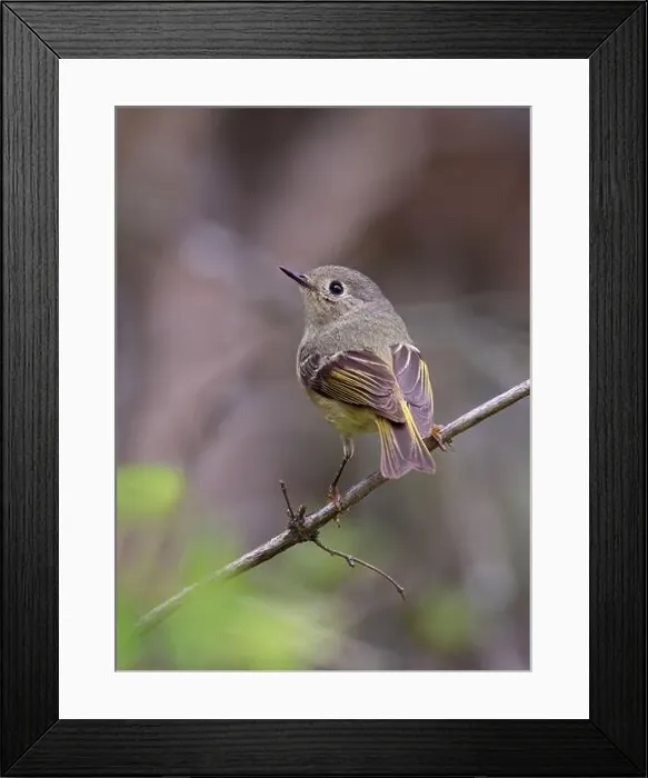 Framed Print : Ruby-crowned Kinglet perched on branch in spring in Ottawa, Canada Framed Print : Ruby-crowned Kinglet perched on branch in spring in Ottawa, Canada
