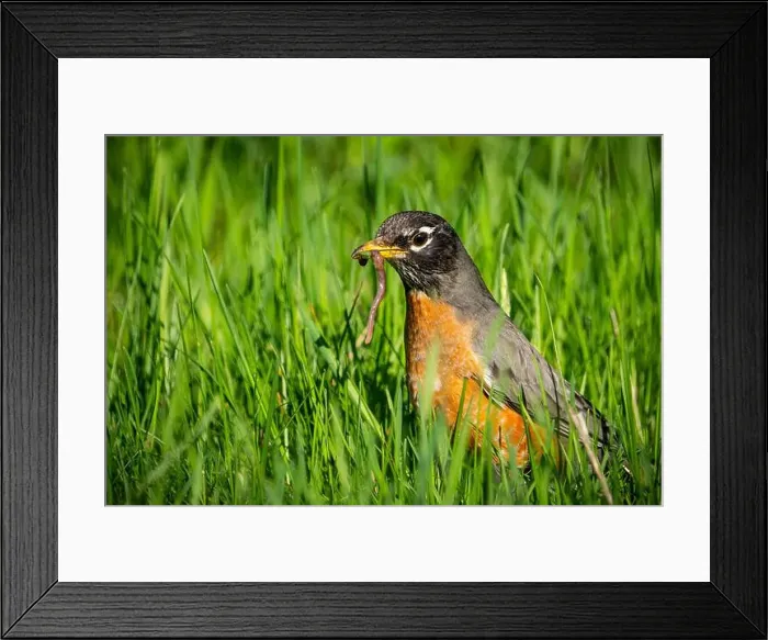 Framed Print : American Robin foraging for food in the grass Framed Print : American Robin foraging for food in the grass