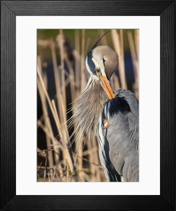 Framed Print : great blue heron (Ardea herodias) in spring Framed Print : great blue heron (Ardea herodias) in spring