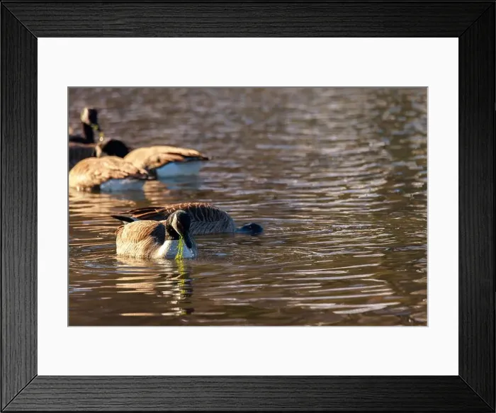 Framed Print : Canadian geese in the afternoon sun swimming and feeding on grass in a lake Framed Print : Canadian geese in the afternoon sun swimming and feeding on grass in a lake