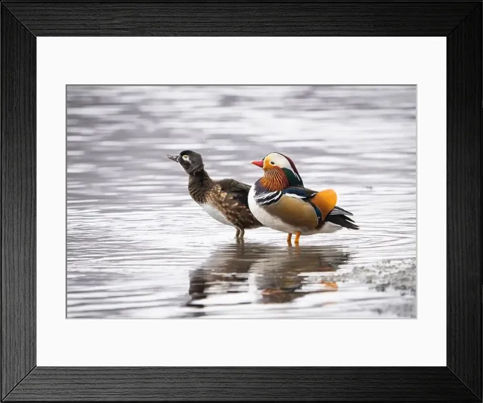 Framed Print : Male mandarin duck, escaped from a farm, mating with a wild female wood duck Framed Print : Male mandarin duck, escaped from a farm, mating with a wild female wood duck