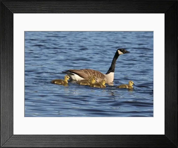 Framed Print : Canada goose family (Branta canadensis) swimming on the lake in Springtime Framed Print : Canada goose family (Branta canadensis) swimming on the lake in Springtime