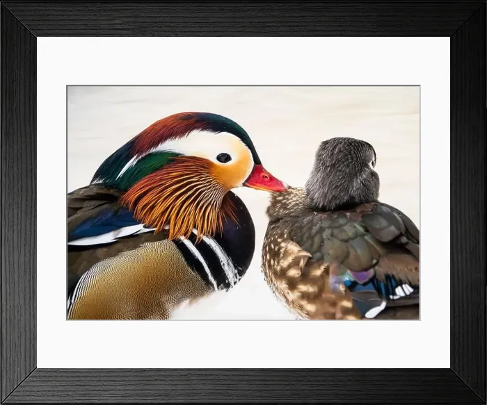 Framed Print : Male mandarin duck, escaped from a farm, mating with a wild female wood duck Framed Print : Male mandarin duck, escaped from a farm, mating with a wild female wood duck