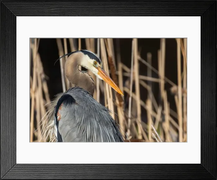 Framed Print : great blue heron (Ardea herodias) in spring Framed Print : great blue heron (Ardea herodias) in spring