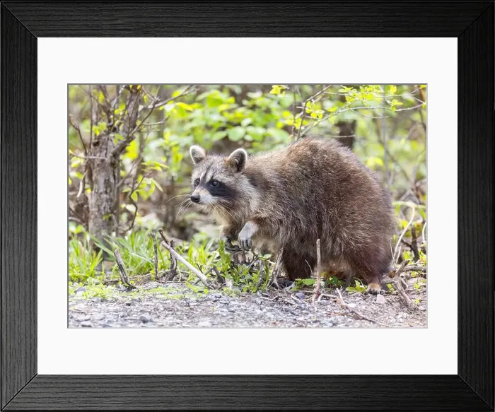 Framed Print : Raccoon walking along a path in the woods in springtime in Canada Framed Print : Raccoon walking along a path in the woods in springtime in Canada