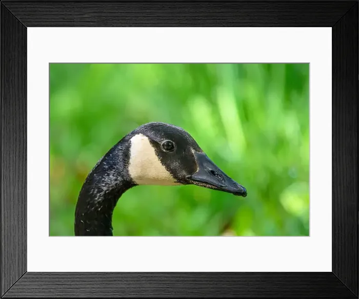 Framed Print : Closeup of the head of a Canada Goose (Branta canadensis) in Michigan, USA Framed Print : Closeup of the head of a Canada Goose (Branta canadensis) in Michigan, USA