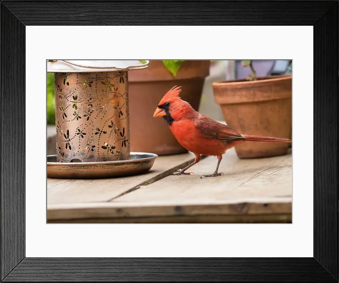 Framed Print : Male northern cardinall feeding at a backyard bird feeder Framed Print : Male northern cardinall feeding at a backyard bird feeder
